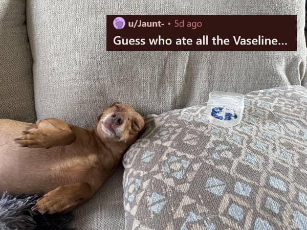 A small brown dog sleeping soundly on a couch next to a completely empty jar of Vaseline.