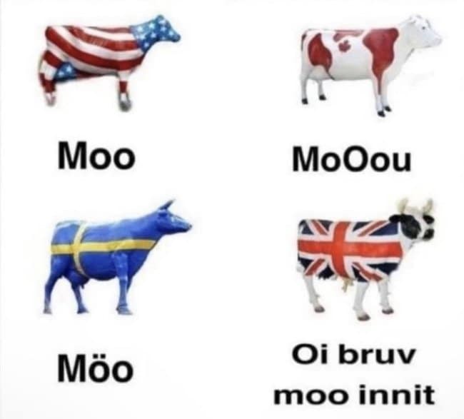 This multi-panel british meme pokes fun at international linguistic variations using four painted cow statues. While the American, Canadian, and Swedish cows deliver standard variations of "Moo," "MoOou," and "Möö," the cow wrapped completely in the UK's Union Jack flag breaks the pattern entirely with the text: "Oi bruv moo innit."