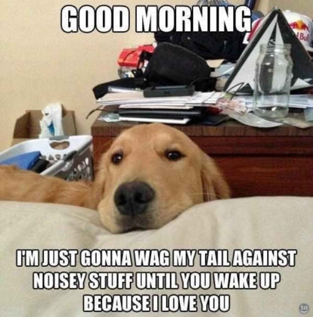 A sweet morning pet macro stands out as a wholesome classic meme, showing a golden retriever resting its snout on a mattress under a text macro admitting it wags its tail against noisy bedroom objects just to wake up its owner.