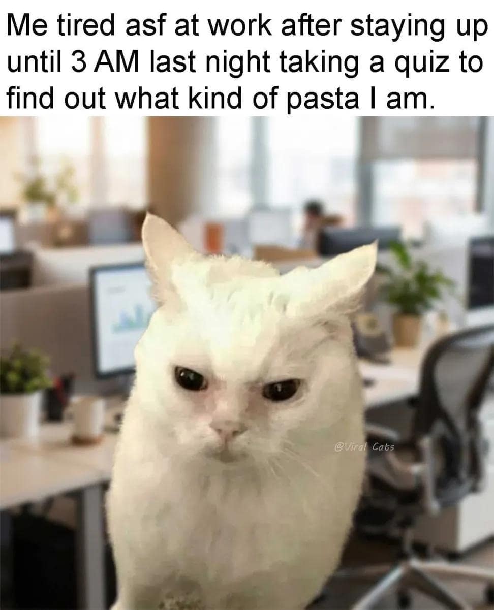 Grumpy white cat facing forward in a corporate office setting with sleep deprivation text overlay in a classic meme.