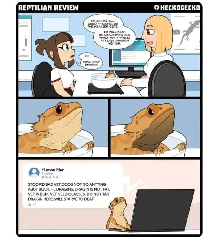 Reptilian Review comic strip by Heckogecko depicting a bearded dragon writing a bad 1-star vet review on a laptop in a classic meme.