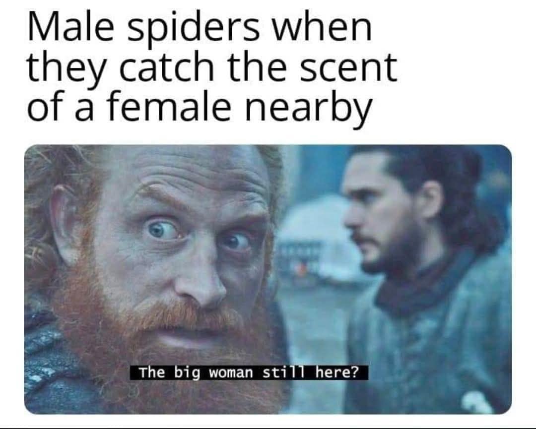 Tormund Giantsbane from Game of Thrones staring intensely at Jon Snow in an arachnid mating behavior text overlay classic meme.