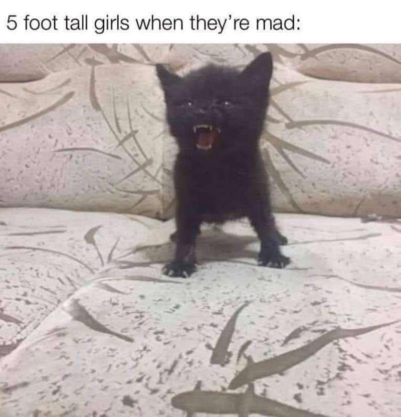 A funny height-comparison classic meme pairs the text label "5 foot tall girls when they're mad:" with an image of a tiny black kitten standing on a patterned couch with its mouth wide open in a fierce hiss.