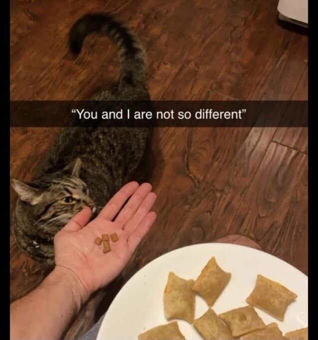 A humorous comparative photograph acting as a classic meme, where a person holds a few tiny square pieces of dry cat food kibble in their palm directly next to a white plate piled high with Totino's Pizza Rolls, captioned with the Snapchat style text bar: "You and I are not so different."