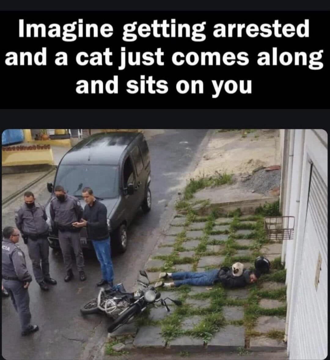 A chaotic real-life arrest scene circulating as a classic meme displays a suspect lying prone on a brick sidewalk next to a fallen motorcycle surrounded by four officers, while an entirely unbothered stray cat perches directly on his lower back.