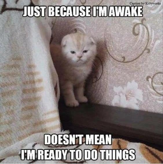 A nostalgic animal image macro operating as a classic meme, showing a tiny, grumpy white kitten standing on a dark wooden bed frame with its eyes squinted in pure annoyance under bold white impact font reading: "JUST BECAUSE I'M AWAKE / DOESN'T MEAN I'M READY TO DO THINGS."