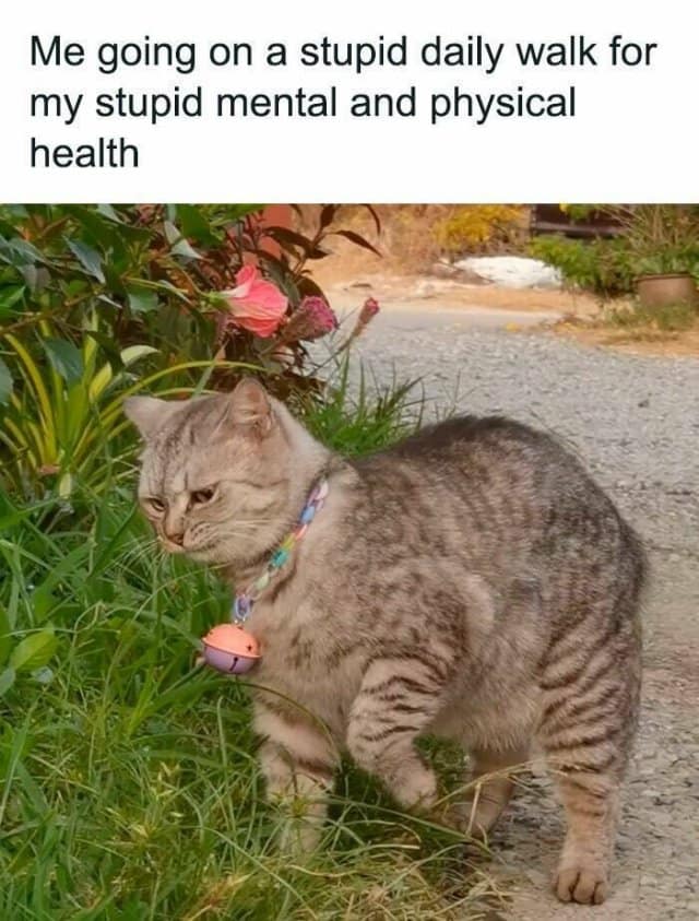 A deeply resentful animal reaction shot functioning as a relatable classic meme shows a fluffy, striped grey tabby cat stomping through overgrown weeds with a comically furious expression, captioned: "Me going on a stupid daily walk for my stupid mental and physical health".