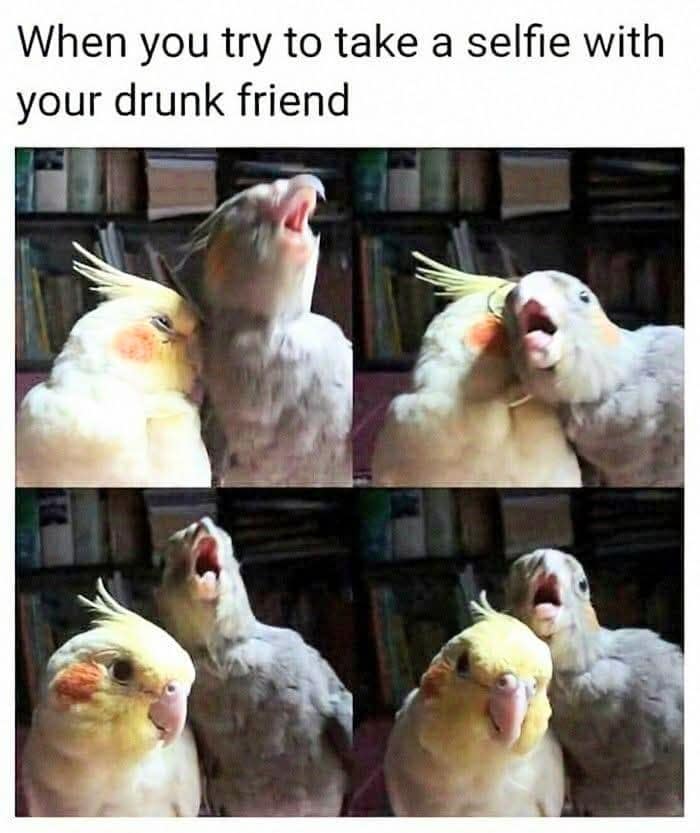 hilarious four-panel bird photo grid operating as a classic meme shows one cockatiel looking calmly at the lens while its grey companion repeatedly throws its head back with an open beak, screeching wildly under the text, "When you try to take a selfie with your drunk friend."