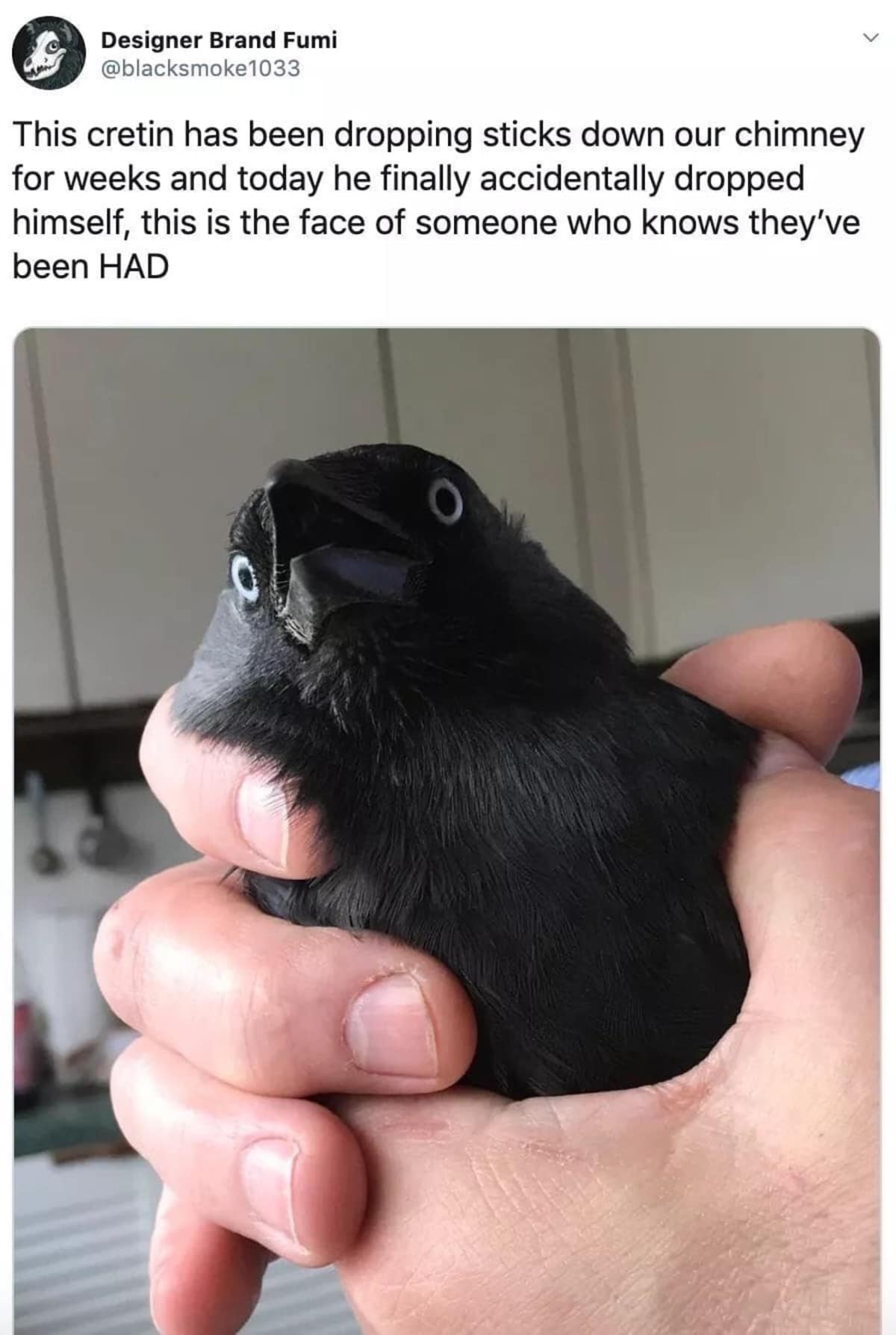 A viral wildlife capture shared as a hilarious classic meme shows a human hand gently but firmly holding a completely frozen, wide-eyed black crow that dropped into a chimney, posted under a tweet noting "this is the face of someone who knows they've been HAD".