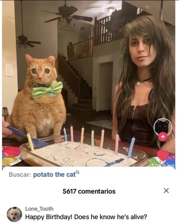 A video platform user interface screenshot of a classic meme showcasing a wide-eyed, intensely shell-shocked orange tabby cat wearing a green bow tie sitting directly next to a decorated birthday cake, paired with a comment asking if the feline knows it is alive.