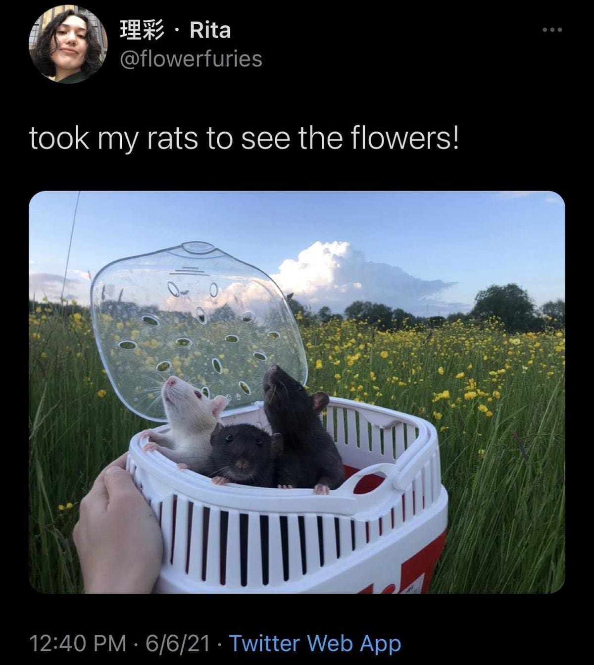 A classic memes wholesome photograph of an open white plastic pet carrier basket in a lush green field, where three small pet rats are poking their heads out to look at a field of bright yellow wildflowers.