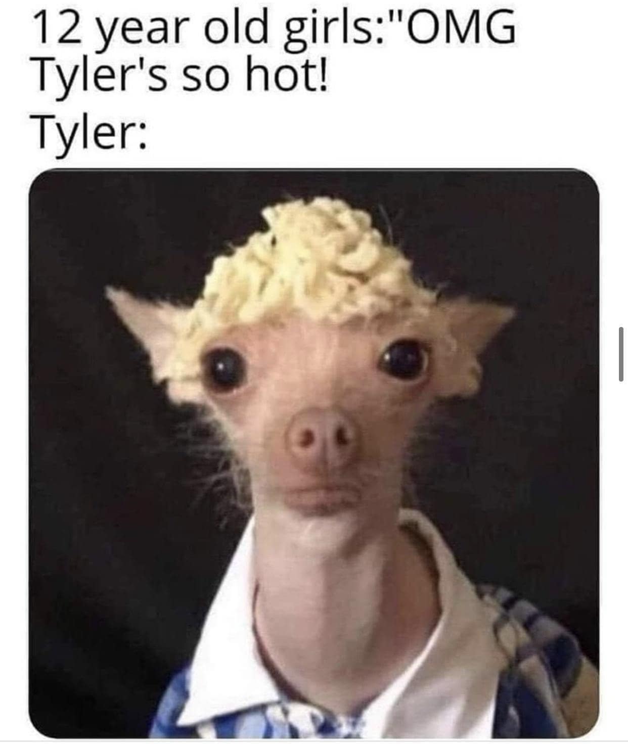 A teenage-crush parody operating as a funny classic meme contrasts the high expectations of middle-school girls against a hilarious close-up photo of a wide-eyed chihuahua dog wearing a school uniform with a pile of ramen noodles perched on its head to mimic curly hair under the label "Tyler:".