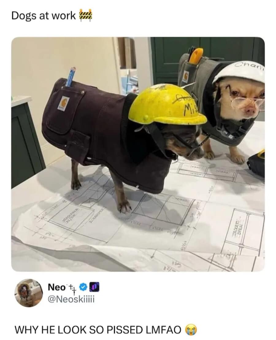 A screen capture from a viral meme dump featuring two tiny chihuahuas dressed up as construction workers in miniature hardhats and Carhartt jackets standing on a sheet of blueprints, with a comment below pointing out how angry one of them looks.
