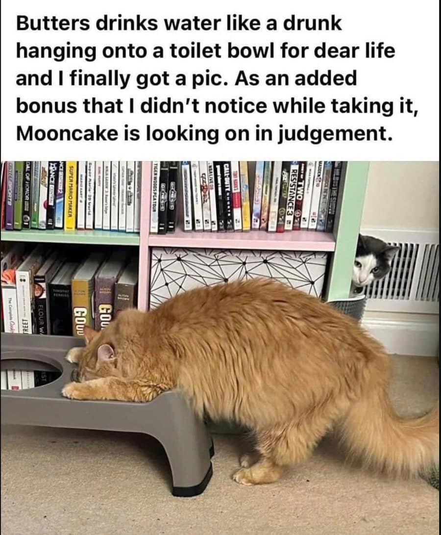 A classic meme pet photograph showcasing an orange long-haired cat named Butters hunched completely over a water bowl like a drunk hanging onto a toilet bowl for dear life, while a tuxedo cat named Mooncake looks on judgmentally from a shelf.