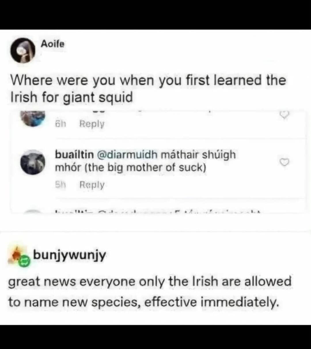 A classic meme linguistics text screenshot revealing that the literal Irish translation for a giant squid means "the big mother of suck," prompting a viral comment declaring that only Irish people should name animal species going forward.