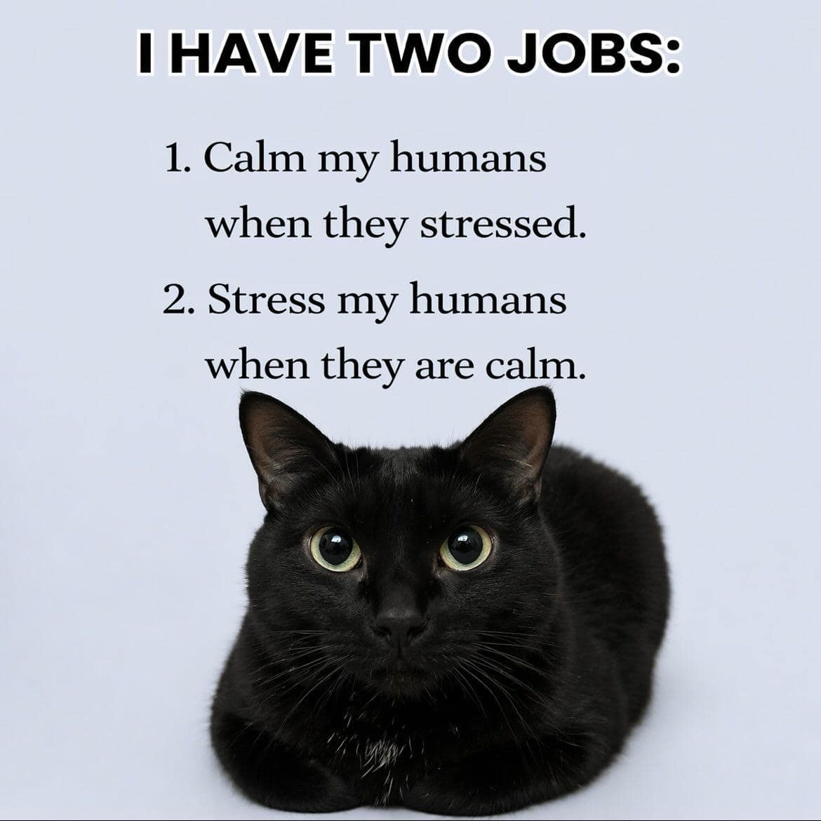 classic meme pet graphic featuring an intense, wide-eyed black cat laying down flat, accompanied by text detailing its two contradictory daily jobs: "1. Calm my humans when they stressed. 2. Stress my humans when they are calm."
