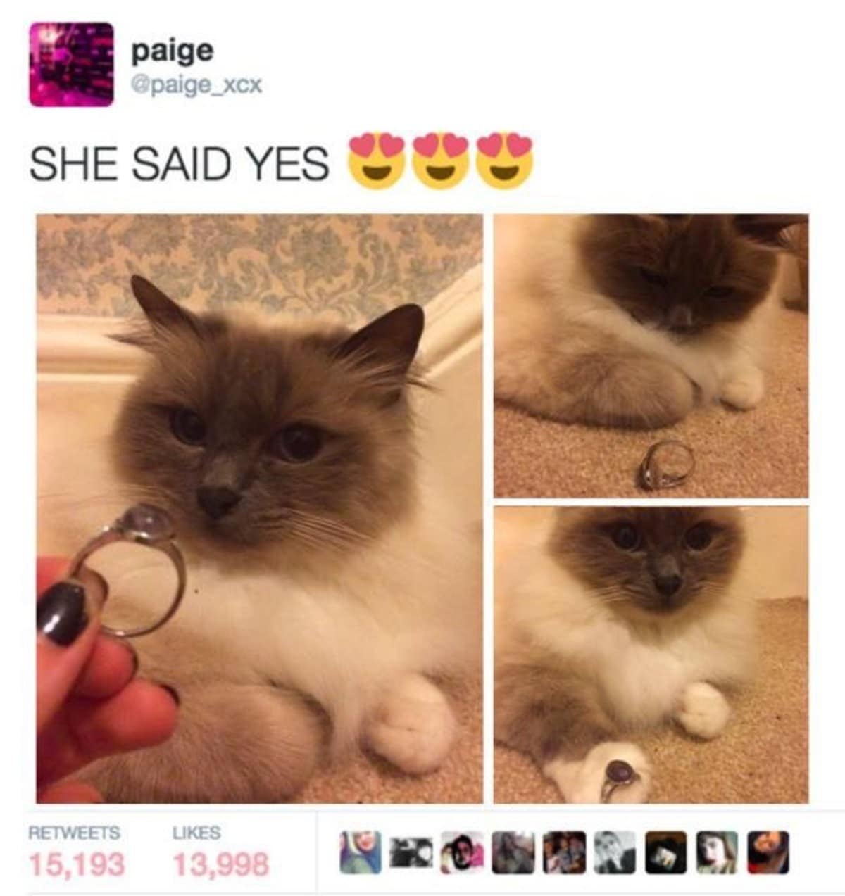 A viral cat proposal meme shows a fluffy cat being offered a ring with the caption “She said yes,” followed by photos of the cat inspecting the ring like a tiny skeptical bride with extremely high standards and no tolerance for cheap carpet romance.