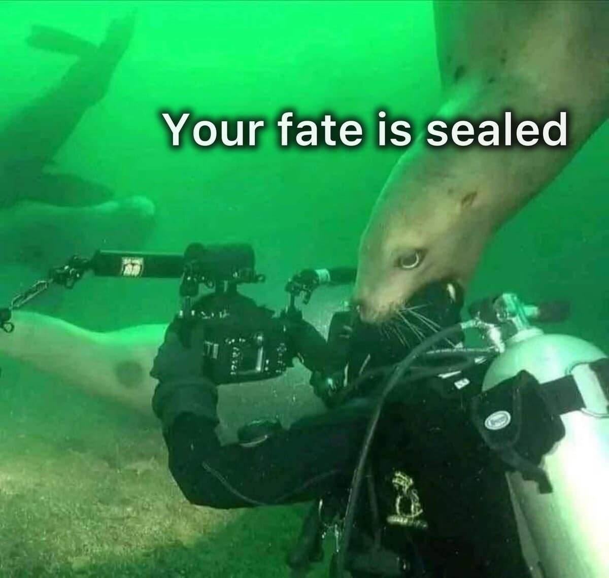 A dramatic wildlife image macro used widely across classic memes, showcasing an underwater photograph of a scuba diver holding a large professional camera setup while a massive, wide-eyed sea lion firmly clamps its jaws onto the back of the diver's neoprene hood, stamped with the pun: "Your fate is sealed."