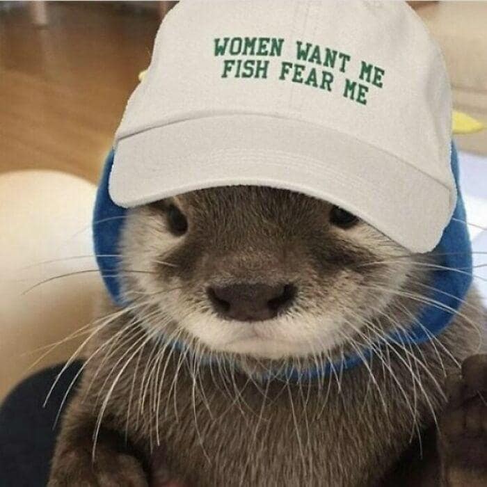 An adorable animal macro acting as a classic meme, featuring a tight close-up of a furry sea otter tucked into a blue hoodie and a white baseball cap stitched with the phrase: "WOMEN WANT ME FISH FEAR ME."