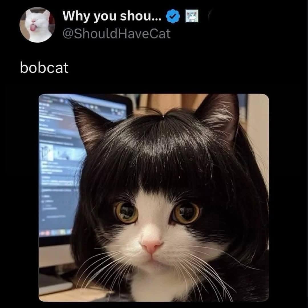 A viral animal portrait acts as a literalist old memes favorite from the ShouldHaveCat account, showcasing a black-and-white tuxedo cat wearing a sleek, jet-black bob haircut wig under the one-word label "bobcat."