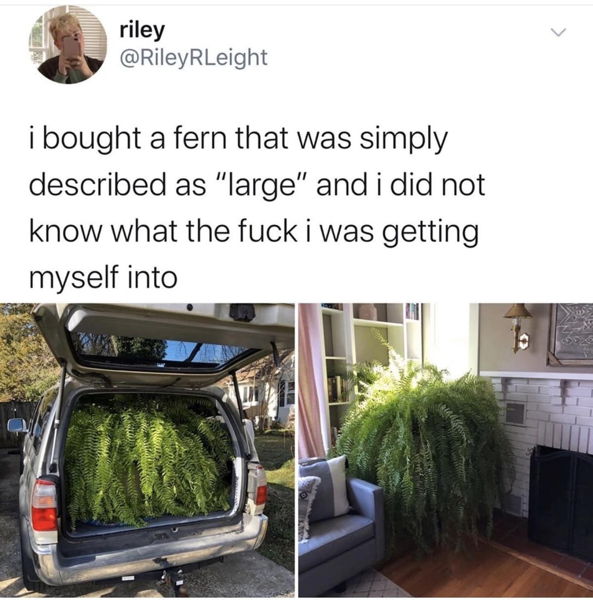 A spectacular online shopping error captured as a classic meme features a tweet by user Riley showing a fern described simply as "large" that completely jams the rear trunk of an SUV before expanding to swallow an entire living room corner.