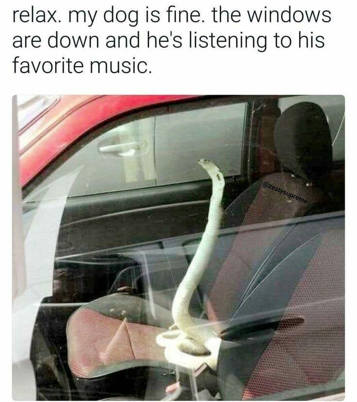 A surreal animal classic meme says “relax, my dog is fine, the windows are down and he’s listening to his favorite music,” while the car photo clearly shows a long white snake sitting upright in the passenger seat like a very judgmental commuter.