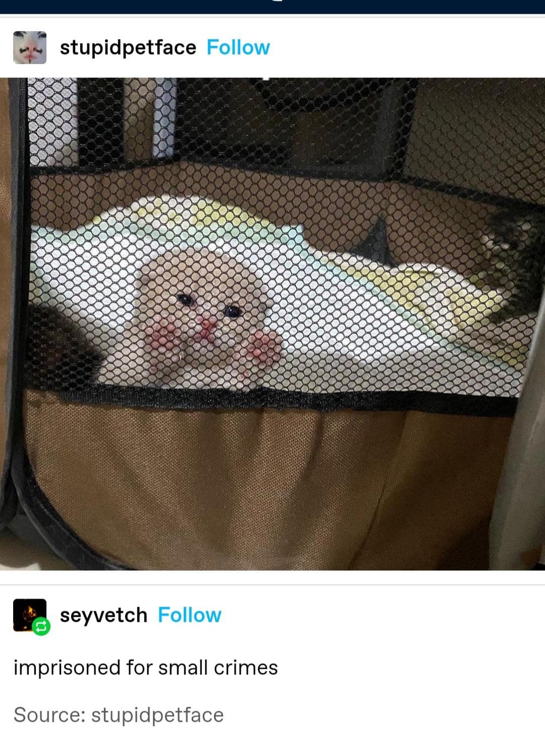 A classic meme Tumblr share capturing a tiny, fluffy white kitten peering out from behind a black mesh playpen screen with its miniature paws raised up against the net, captioned below as "imprisoned for small crimes".