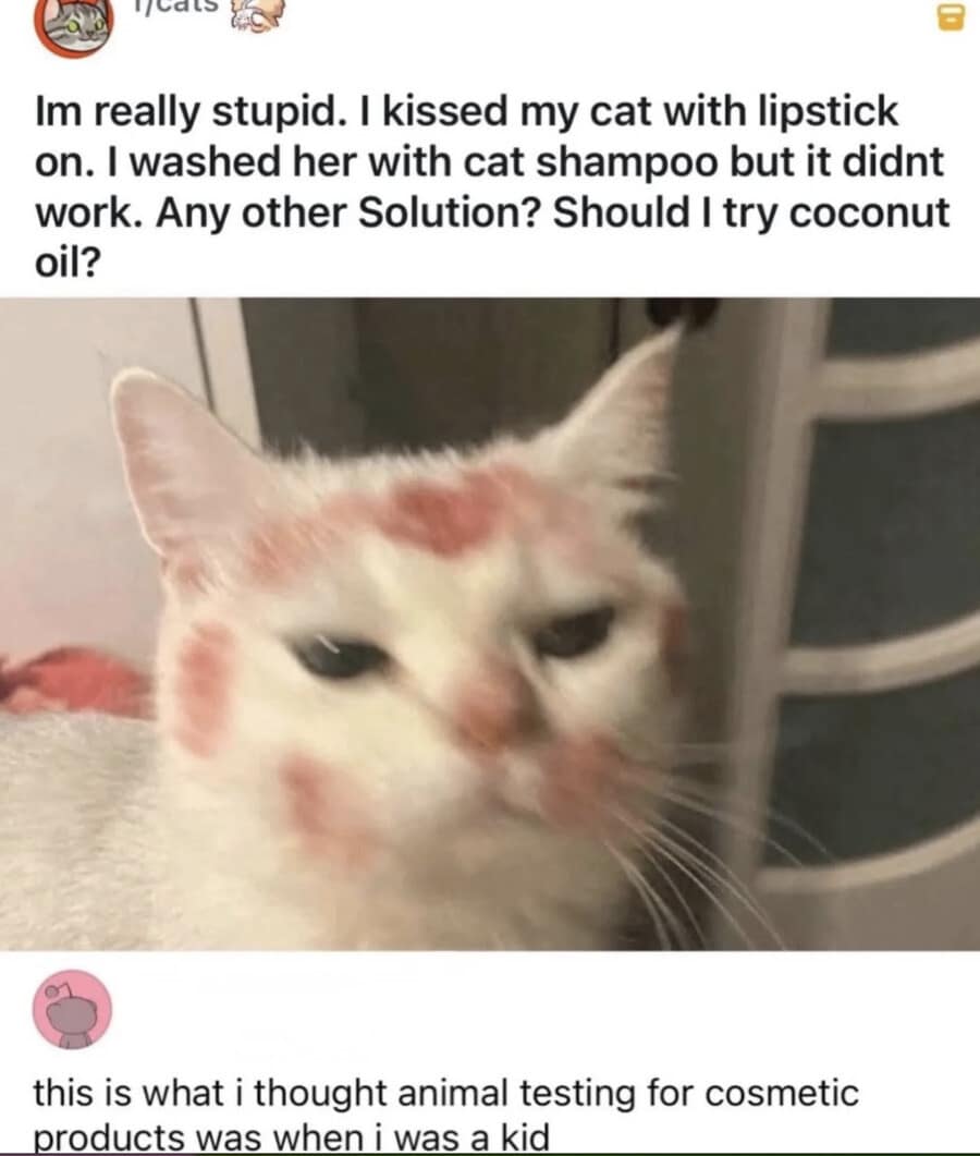 An adorable pet-centric classic meme shares a viral post from the r/cats subreddit featuring a pristine white cat looking completely unamused. The cat's face is heavily covered in bright pink lipstick kiss marks, paired with a hilarious, innocent comment from a user underneath noting: "this is what i thought animal testing for cosmetic products was when i was a kid."