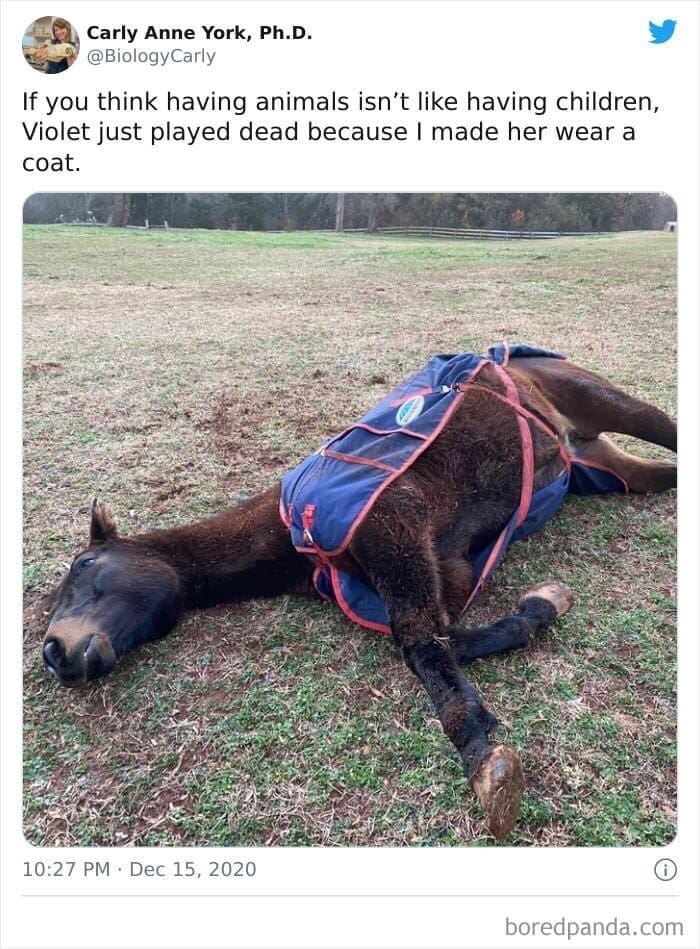 A classic memes viral animal tweet from a biologist showing her highly dramatic horse, Violet, lying completely flat on her side in a grassy pasture to throw a theatrical temper tantrum because she was forced to wear a winter blanket coat.