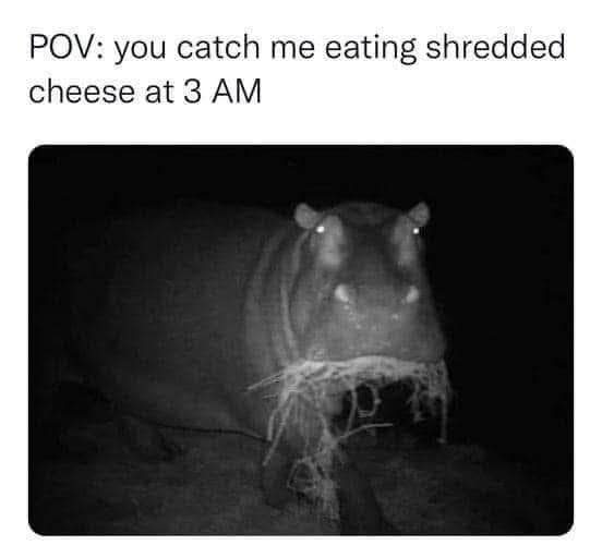 A primal night-vision trail camera snapshot popular in collections of old memes captures a massive hippopotamus staring directly into the lens with glowing eyes and a massive cluster of grass hanging out of its jaw under the text, "POV: you catch me eating shredded cheese at 3 AM."