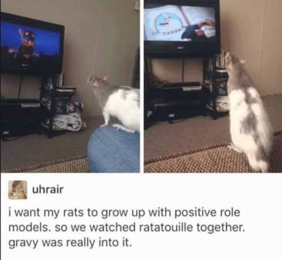 A wholesome pet-owner post cataloged in our archive of classic memes captures two photos of a pet rat named Gravy intensely watching the animated movie Ratatouille on television to gain a positive role model.