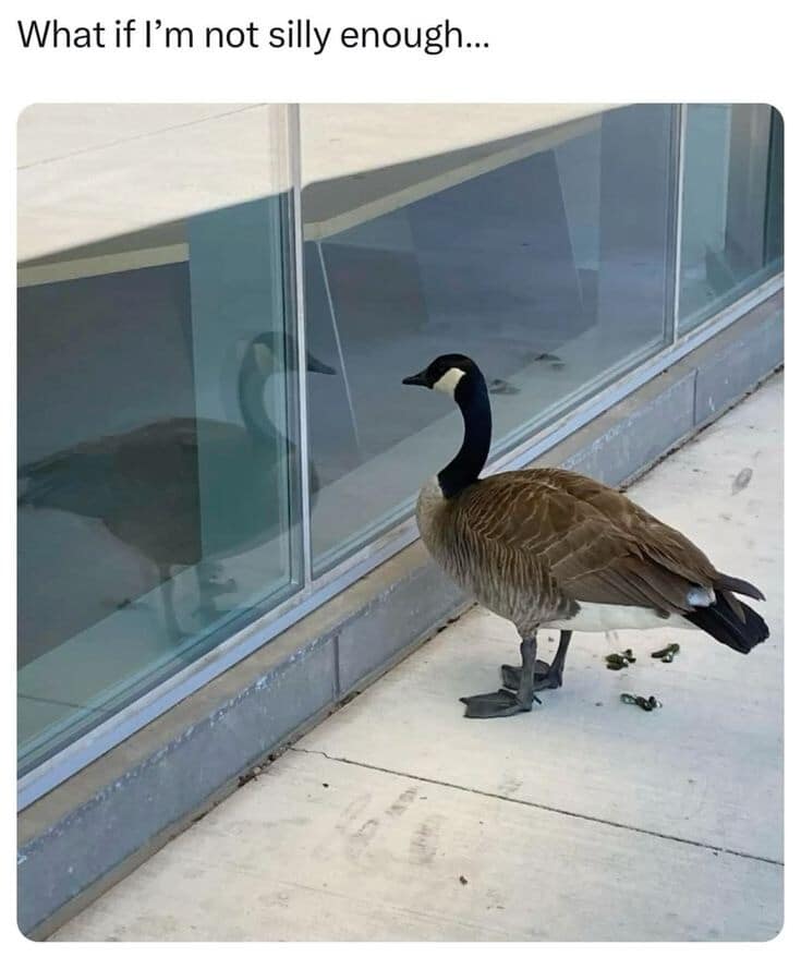 A goose stands on a sidewalk staring at its own reflection in a glass window under the caption “What if I’m not silly enough,” creating a quietly existential animal meme about imposter syndrome, honking, and the pressure to perform whimsy.