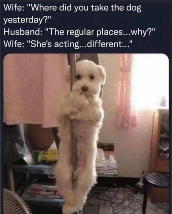 A funny domestic pet narrative template stands out as a classic meme, showing a text exchange between a suspicious wife and husband regarding a dog acting strangely after a walk, paired with an image of a tiny white dog clinging comically to a vertical metal structural pole like a pole dancer.