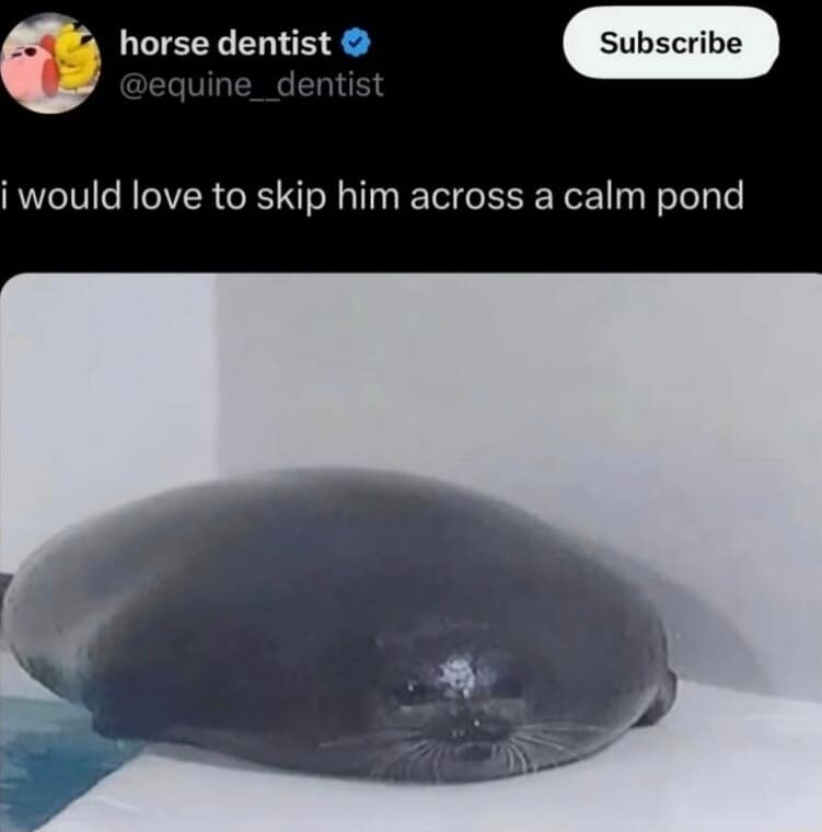 Social media screenshot featuring an incredibly flat, perfectly circular dark seal lying on a white ledge under text about skipping him across a pond in a hilarious classic meme.