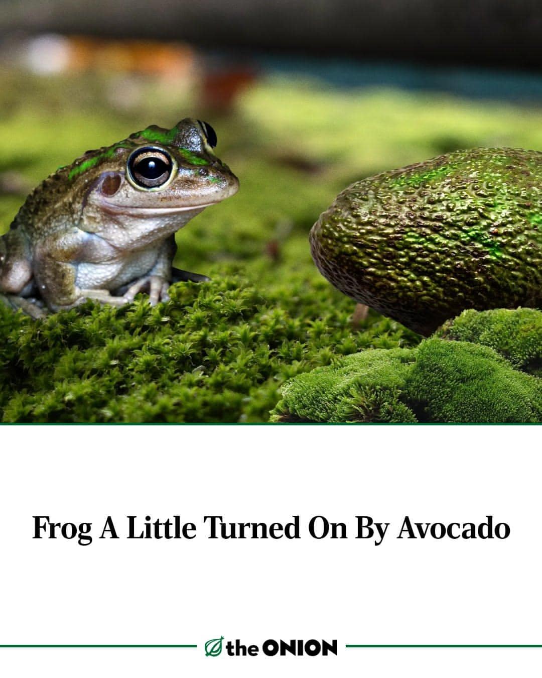 A satirical news graphic from The Onion shared as a classic meme, displaying a high-definition photograph of a green-striped frog sitting on a bed of lush forest moss, intensely locking eyes with a bumpy, unpeeled green avocado under the deadpan headline: "Frog A Little Turned On By Avocado."