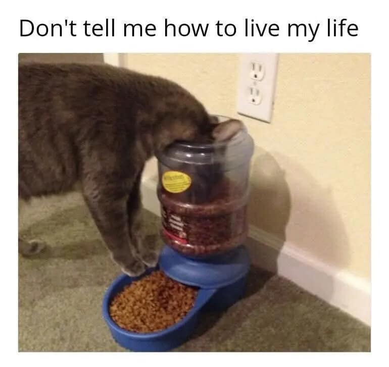 An amusing pet rebellion image styled as a classic meme captures a grey tabby cat balancing on the edge of its automatic feeder to eat food straight out of the clear gravity bin, completely bypassing the actual blue dish at the bottom under the text, "Don't tell me how to live my life."