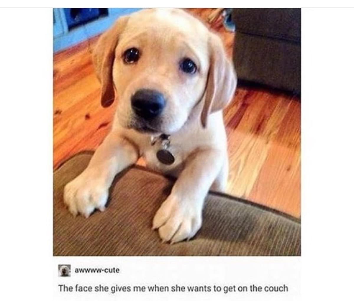 A wholesome puppy meme shows a Labrador puppy resting its paws on a couch with the caption “The face she gives me when she wants to get on the couch,” weaponizing maximum cuteness for furniture access and household policy reform.