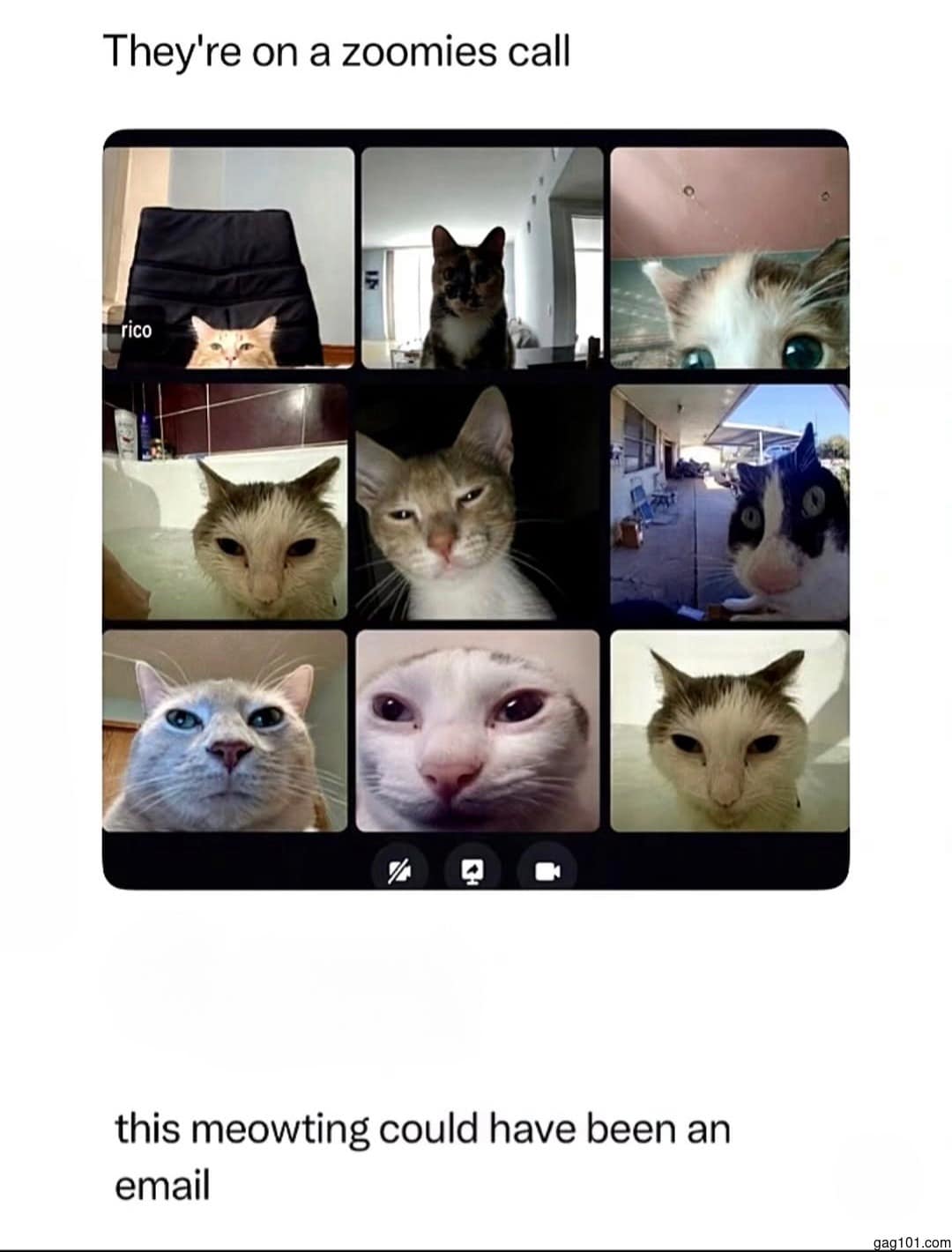 A desktop video call conference window grid filled with nine funny cat faces under the text headings "They're on a zoomies call... this meowting could have been an email" in a relatable corporate classic meme.