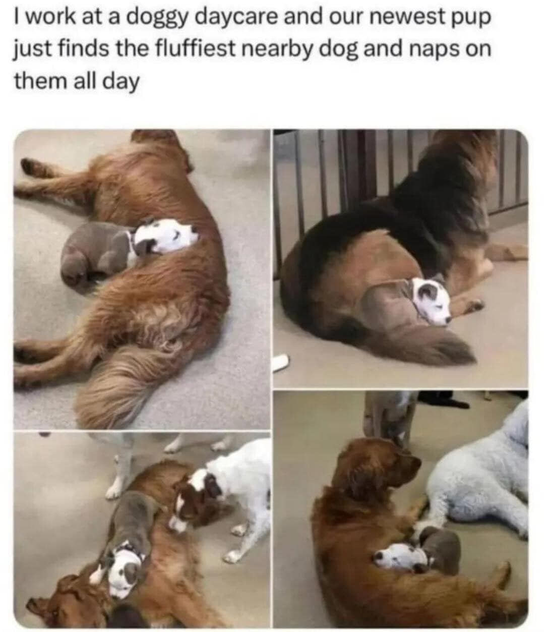 A heartwarming four-panel photo collage from a classic memes dump showing a tiny brown-and-white puppy safely tucked away and napping on top of the largest, fluffiest golden retrievers and German shepherds at a doggy daycare.
