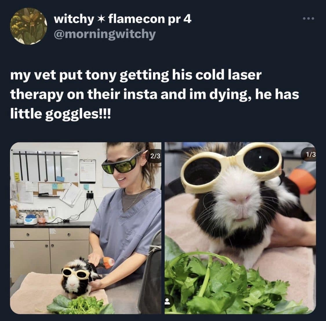 A classic meme social media post from user @morningwitchy sharing a vet's Instagram update about a guinea pig named Tony wearing tiny, protective yellow sunglasses goggles while receiving cold laser therapy next to a pile of fresh cilantro.