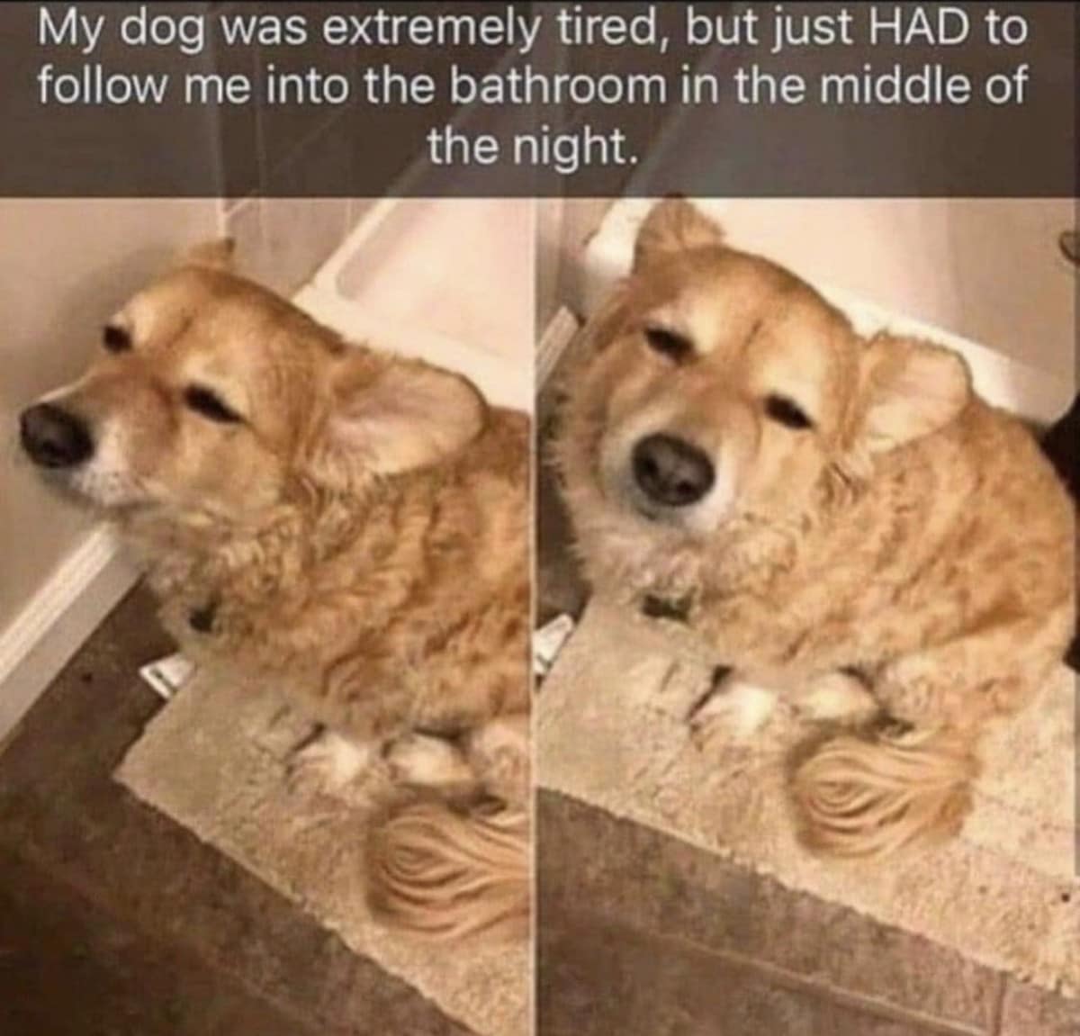 This adorable animal classic meme presents a split two-panel photo of an incredibly exhausted golden corgi dog struggling to stay awake on a white plush bathroom floor mat. The top overlay text accurately describes pet behavior: "My dog was extremely tired, but just HAD to follow me into the bathroom in the middle of the night."