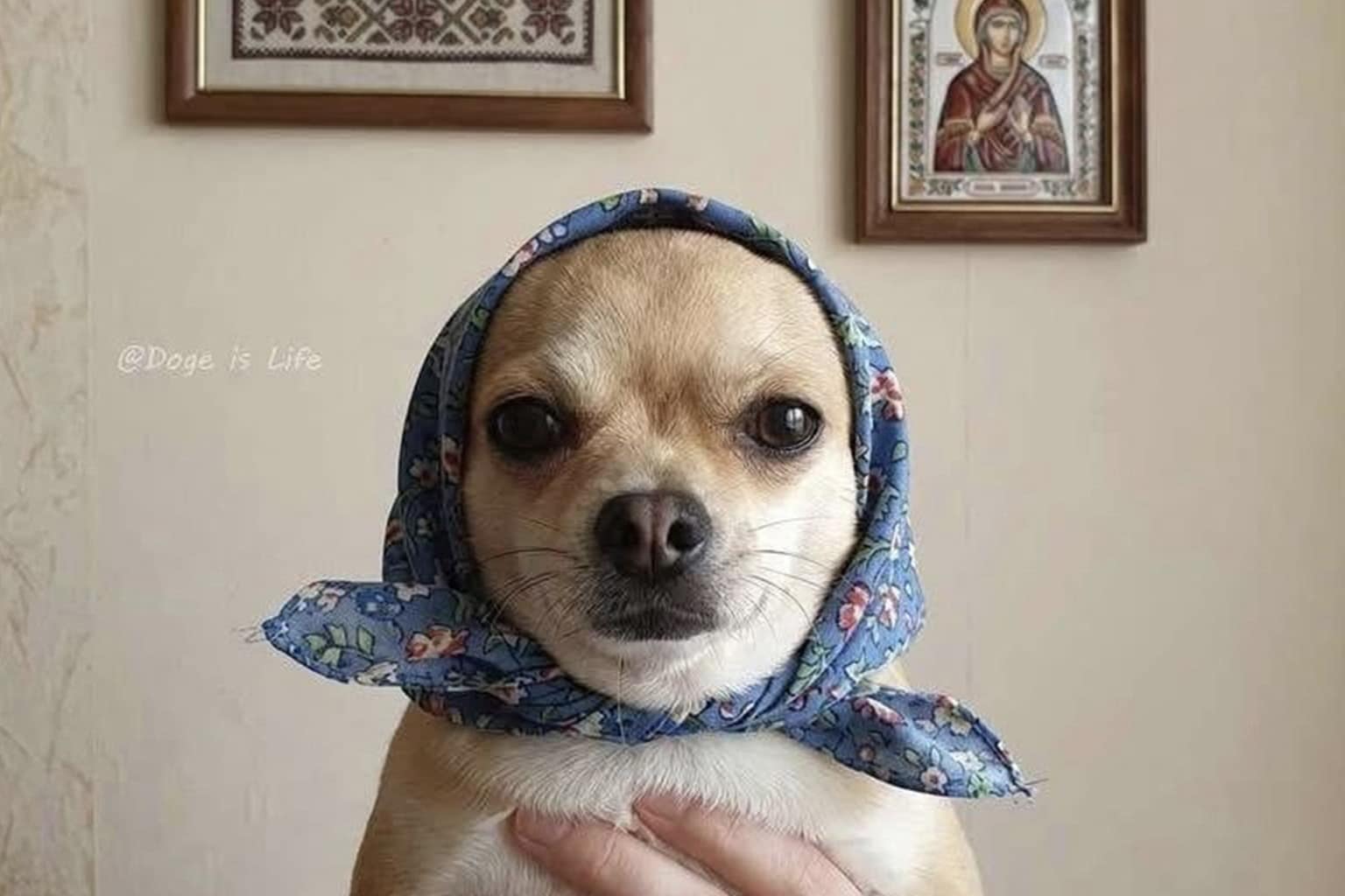 A viral classic memes anthology gallery tracking historical internet humor milestones, highlighted by a small chihuahua dog wearing a blue floral babushka headscarf, a cringeworthy smartphone autocorrect typo asking a boss named Tony for an inappropriate favor, and a household bathroom toilet completely draped in full white bridal tulle wedding dress fabric.