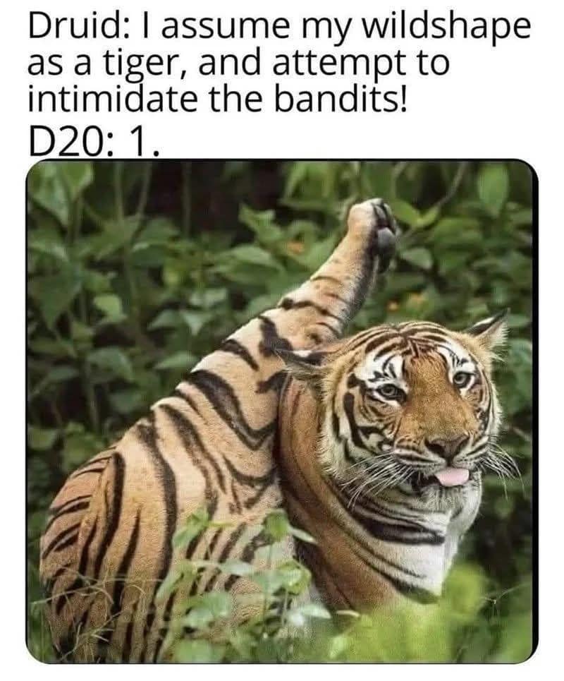 dnd meme featuring a real-life photograph of a tiger completely tangled up while grooming its hind leg with its tongue stuck out, capturing a Druid player rolling a natural 1 on an intimidation check immediately after wildshaping.