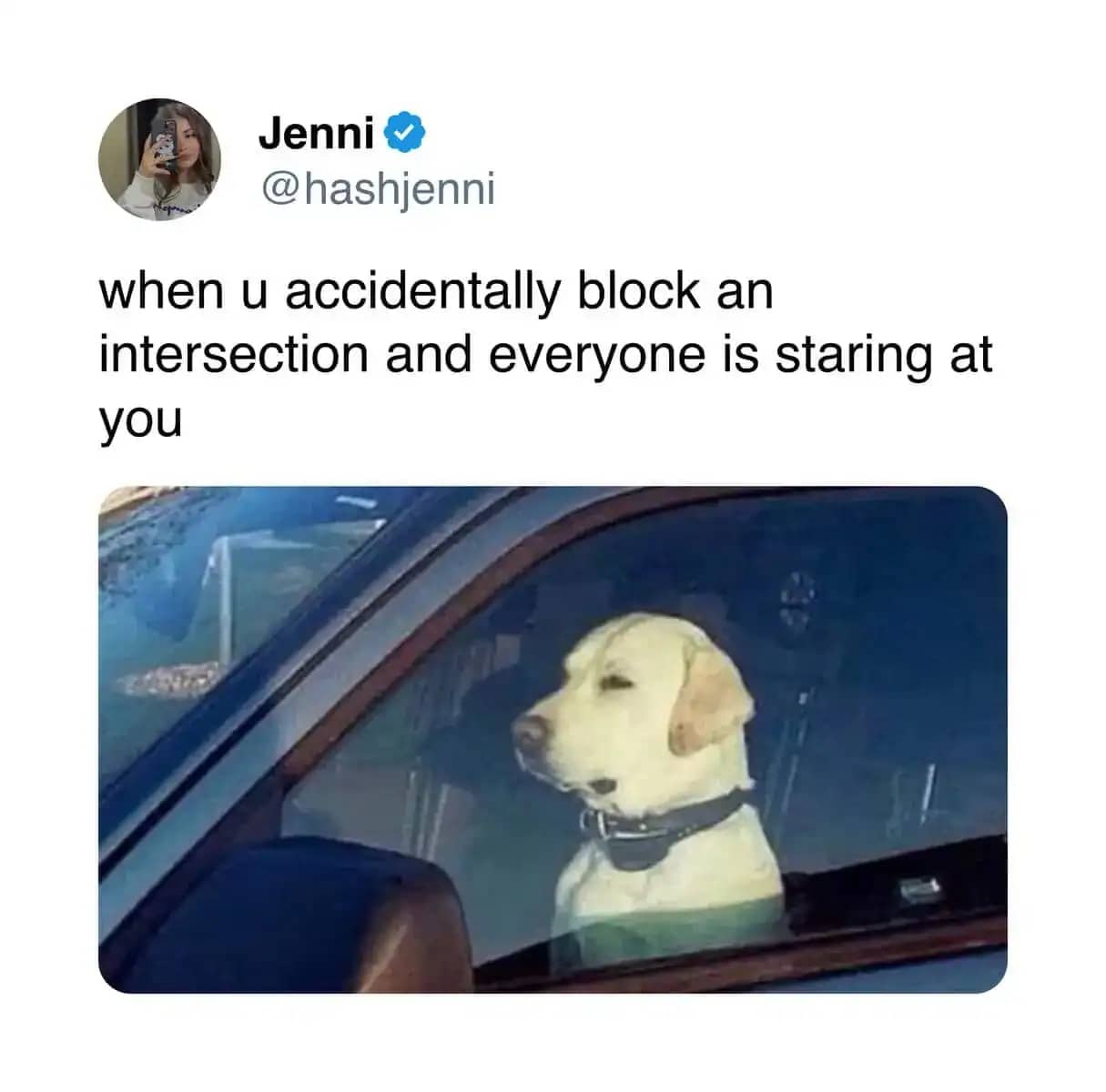 Funny driving meme showing a yellow labrador looking guilty while sitting in a car window.