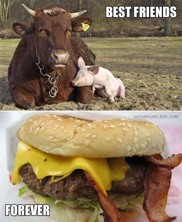 Pig and cow cuddling beside a bacon cheeseburger in a culinary dark humor edgy meme.
