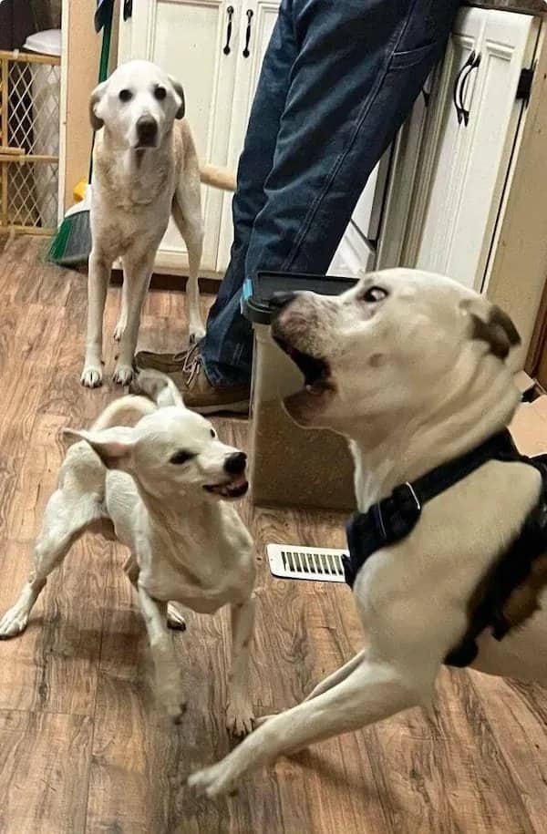 A small white dog showing its teeth to a larger white dog while a third dog watches nervously.
