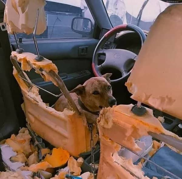 A brown dog sitting inside a completely shredded car seat surrounded by yellow foam bits.