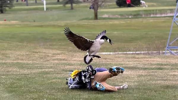 A wild Canada goose attacking a golfer who is falling backward onto the grass.