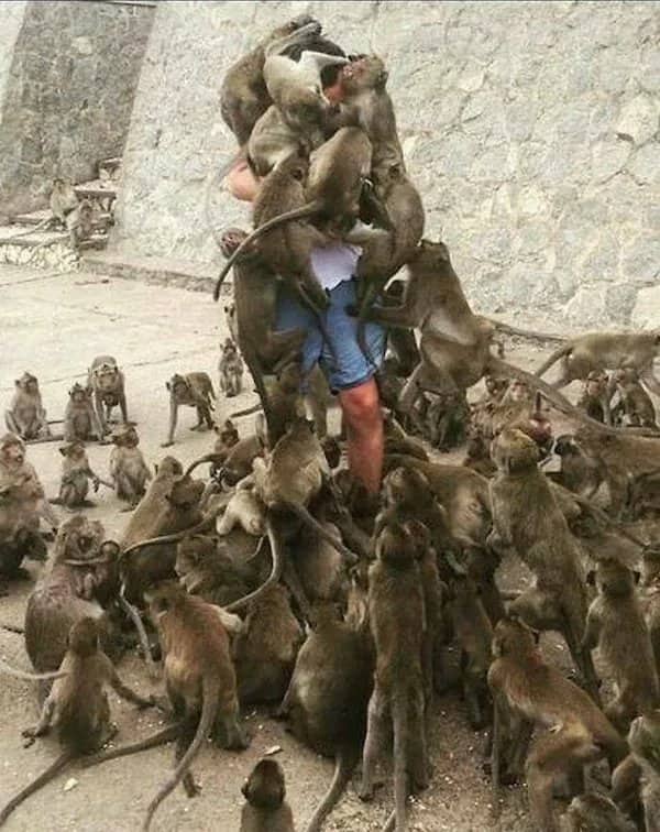 A person completely covered and swarmed by dozens of small monkeys climbing up their body.