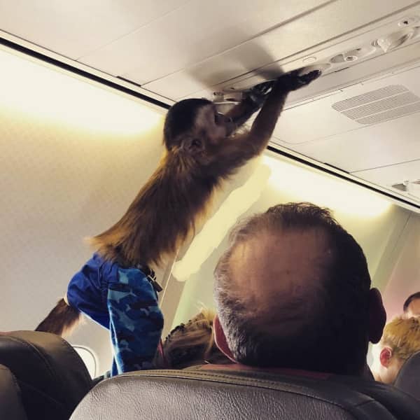 A small capuchin monkey wearing blue camouflage pants adjusts the overhead air vent on an airplane.